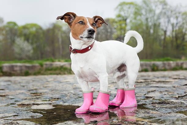 Pawfect Pet Clinic