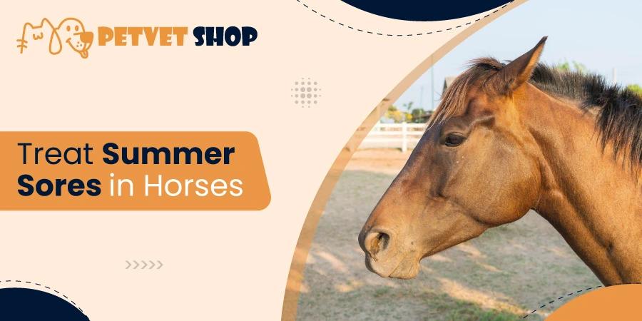 How to Effectively Treat Summer Sores in Horses